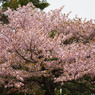 sakura007