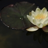 『water lily』