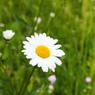 P5260019