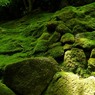 Moss grows