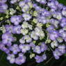 紫陽花 ３