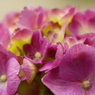 紫陽花