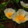 P5280095