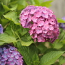 準備万端・・・・・赤紫