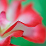 ROSE　１０