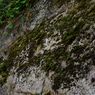 鶴ヶ城のお堀の苔
