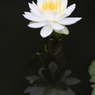 花便り　- 睡蓮・白い妖精 -