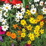 Petit fleurs