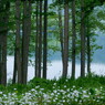 湖畔の林