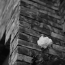 白バラ