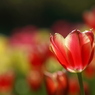 煌きの花