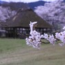 かぎろひの丘　万葉公園　　　　7495