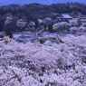 かぎろひの丘　万葉公園から大宇陀の桜を展望　　　　　　　　7541