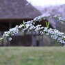 かぎろひの丘　万葉公園　　雪柳　　　　　7649