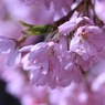 里山の民家の桜　　　7110