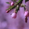 里山の民家の桜　蕾         7118