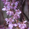 7里山の民家の桜　　　7129