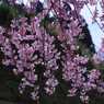 里山の民家の桜　　　7166