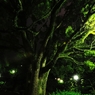 夜の帳の中緑輝く