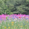 青山リゾート 花フェスタ
