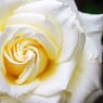 白薔薇