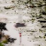 梅雨入り、京都