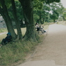 藍坊主