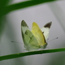 IMGP3983