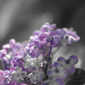 紫・・・陽・・・花・・