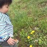 たんぽぽみーっけ。