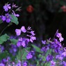 　紫花菜（むらさきはなな）＝花大根　　7279