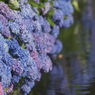 紫陽花色