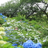 紫陽花の城壁