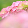 紫陽花の見る夢･･･