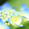 blue frame