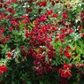 小さな薔薇