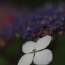 花便り　- 場末の額紫陽花 -