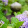 小雨の紫陽花