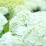 White clouds