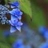 blue constellation