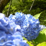 紫陽花（ブルー）