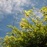 青空と日曜日は Ⅸ