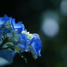 Blue beauty 