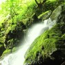 緑とマイナスイオンの世界