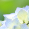 Pale purple