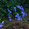 朝花