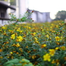 朝花