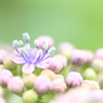 小さな小さな開花