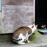 ネコを見てました(^_^;)
