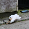 まさかのゴロン（笑）